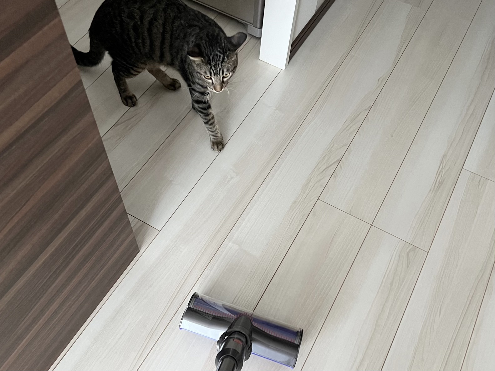 Dyson V12 Detect Slim Absolute　レビュー