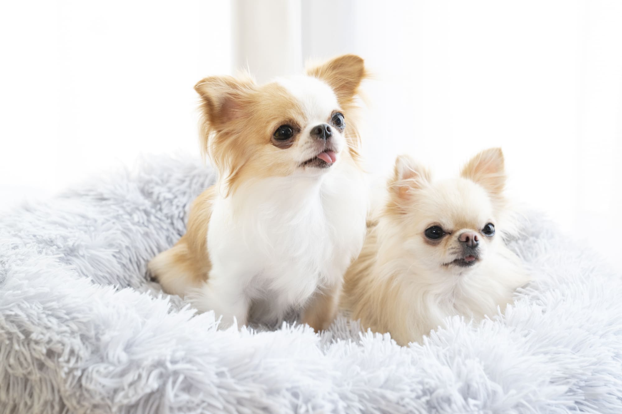 エアドッグ　どこで買える