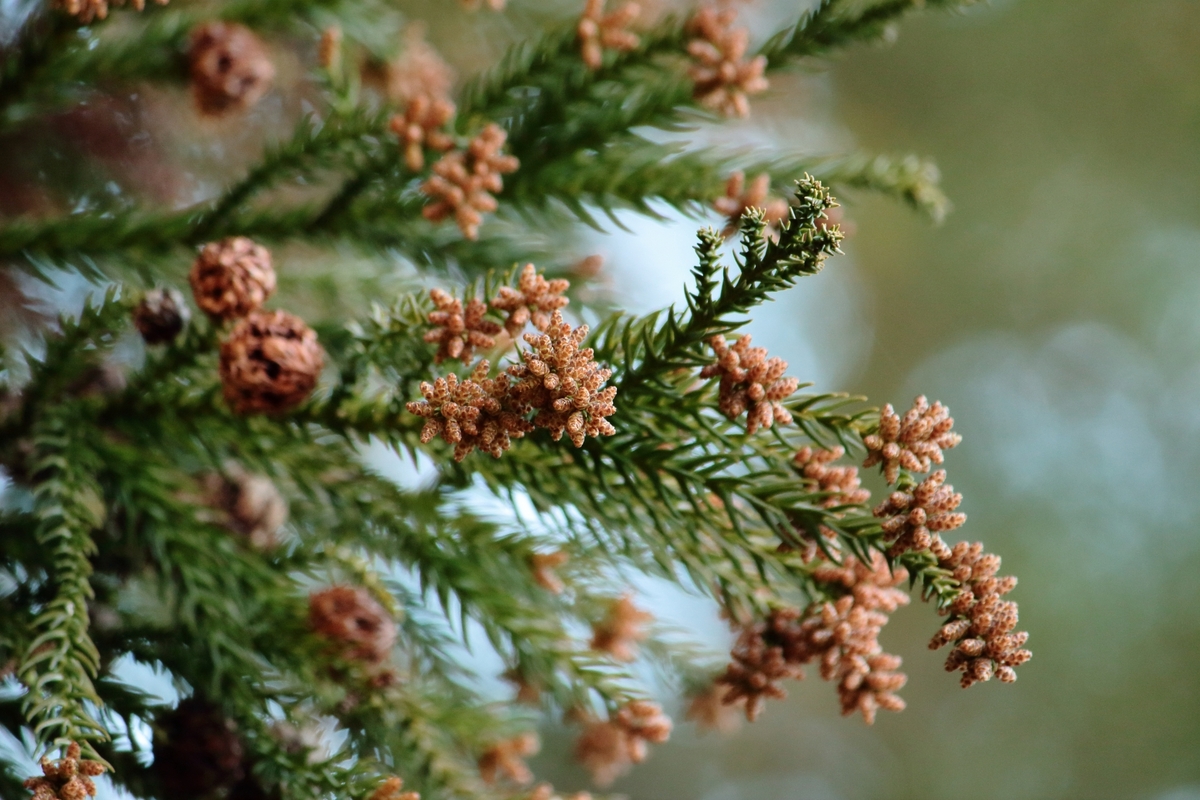 ハウスダストや花粉が気になる人
