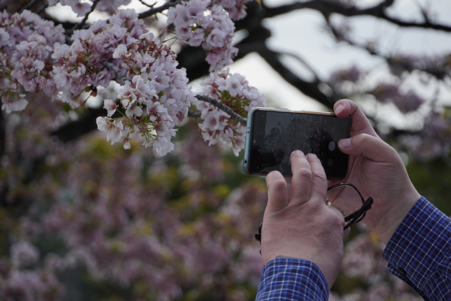 スマホで桜を撮影する様子