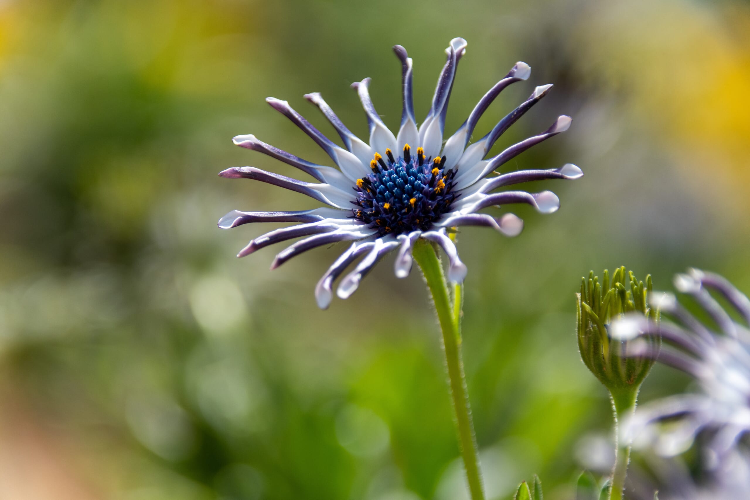 単焦点レンズで背景をぼかした花の写真