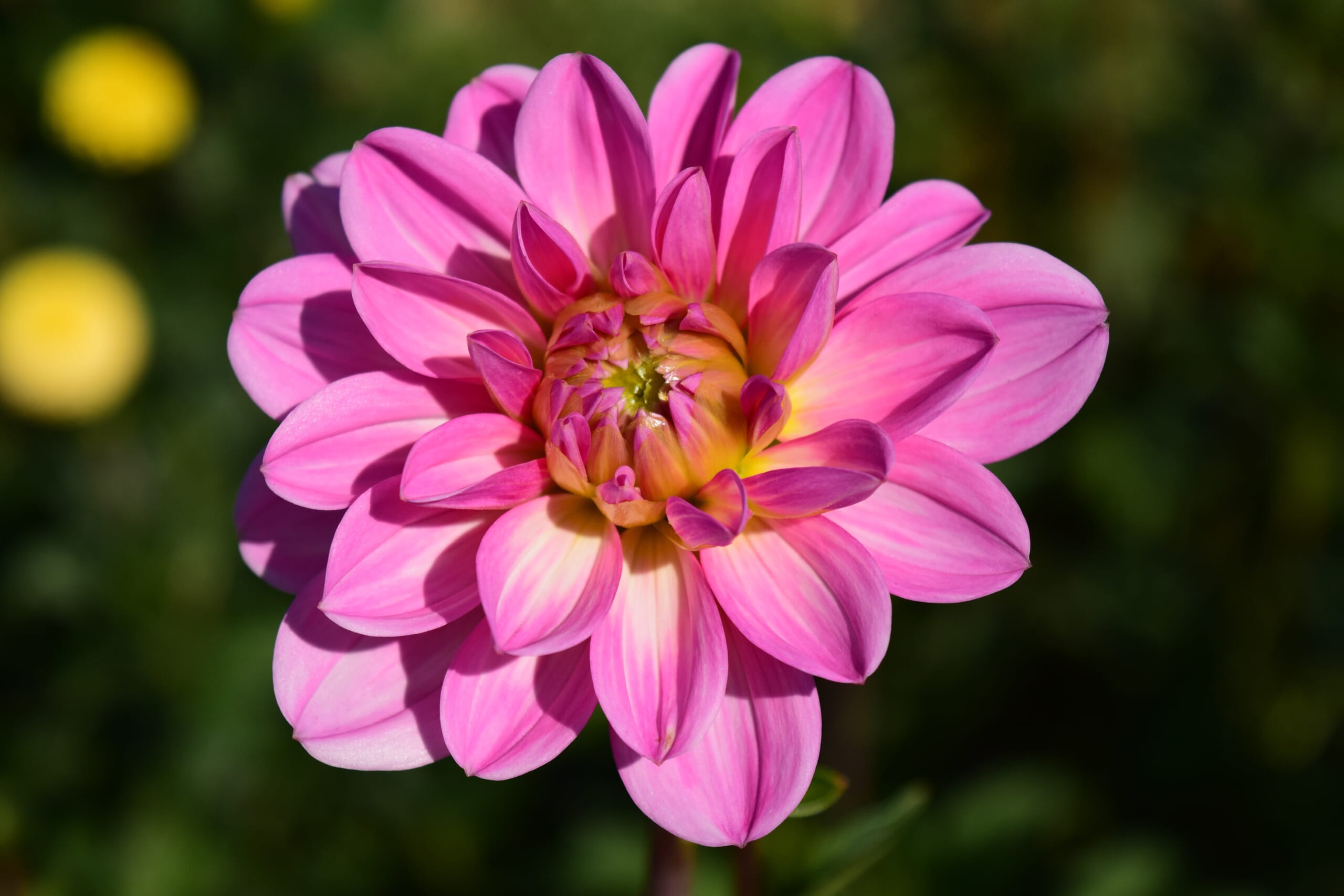 キットレンズで背景をぼかして撮影した花